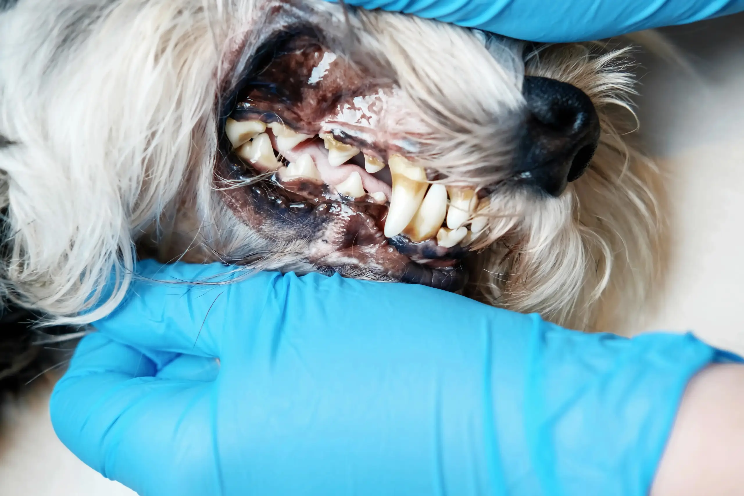 Dentální hygiena psů